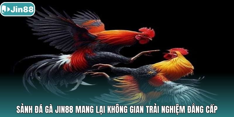Sảnh đá gà Jin88 mang lại không gian trải nghiệm đẳng cấp